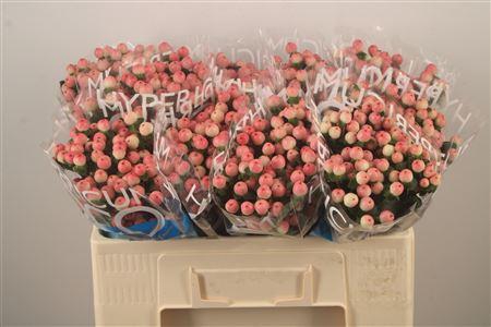 <h4>Hyp Coco Tiamo</h4>