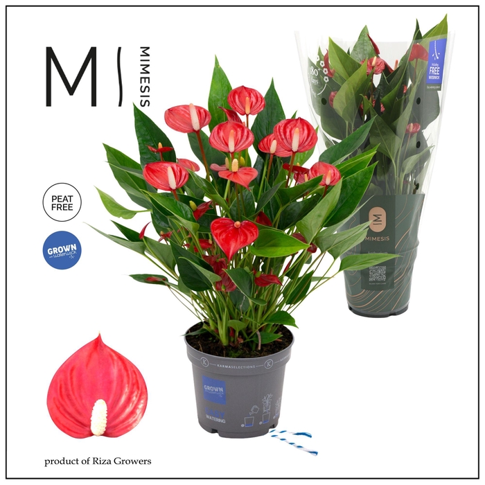 <h4>Mimesis Anthurium KARMA Million - 12cm</h4>