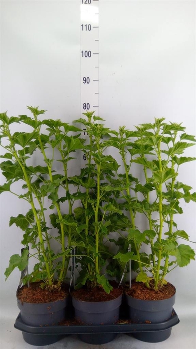 <h4>Lavatera   ...</h4>
