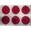 Ran Pres Fuchsia