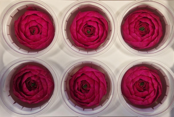 <h4>Ran Pres Fuchsia</h4>