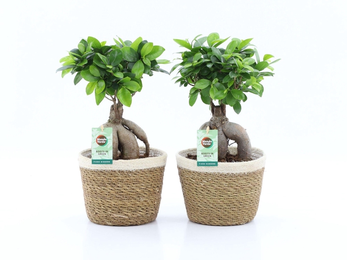 <h4>Ficus Ginseng in Noah Korb</h4>