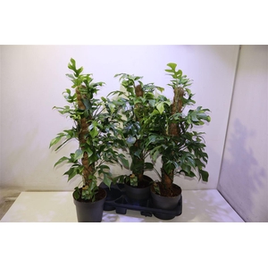 arr8 Phil Overig Op Mosstok