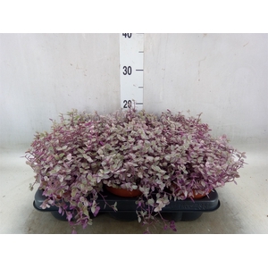 Callisia repens 'Rosato'