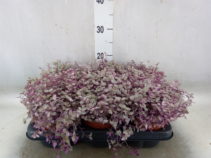 <h4>Callisia repens 'Rosato'</h4>