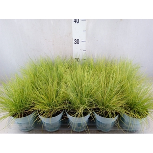 Festuca glauca 'Amigold'