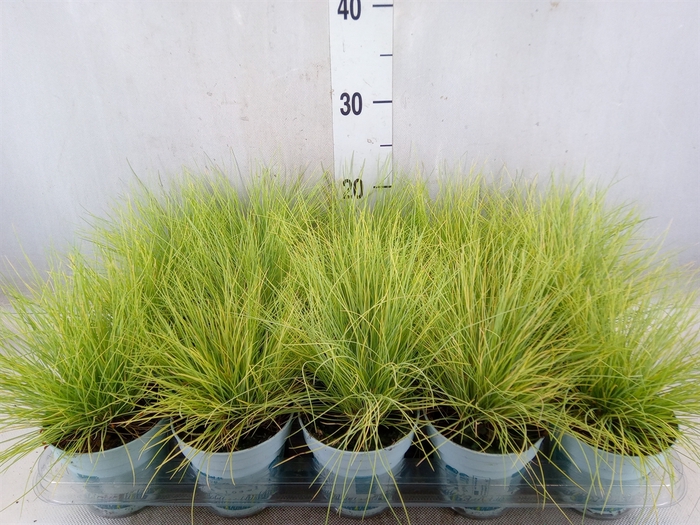 <h4>Festuca glauca 'Amigold'</h4>