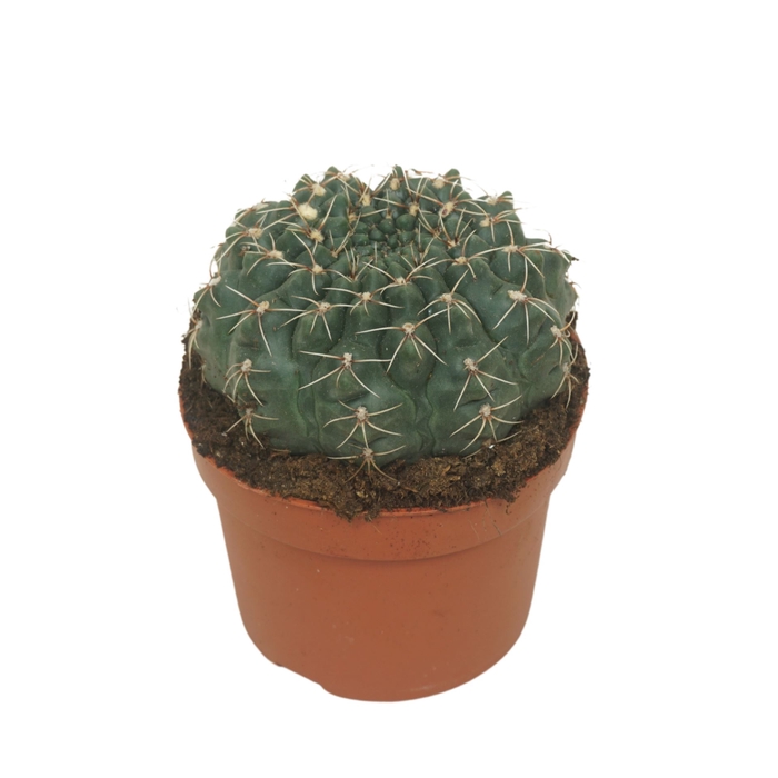 <h4>Gymnocalycium baldianum</h4>