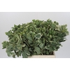 Pittosporum Ilan