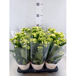Kalanchoe  'Sunny White'