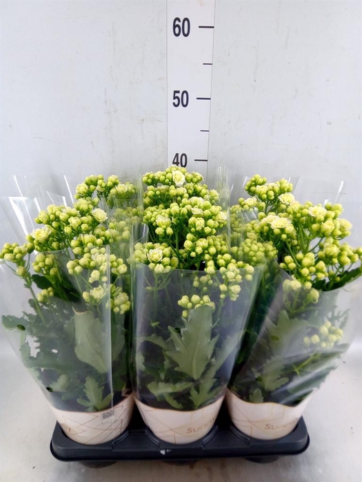 <h4>Kalanchoe  'Sunny White'</h4>