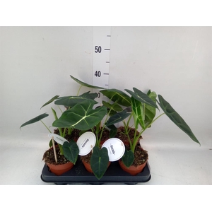 Alocasia   ...