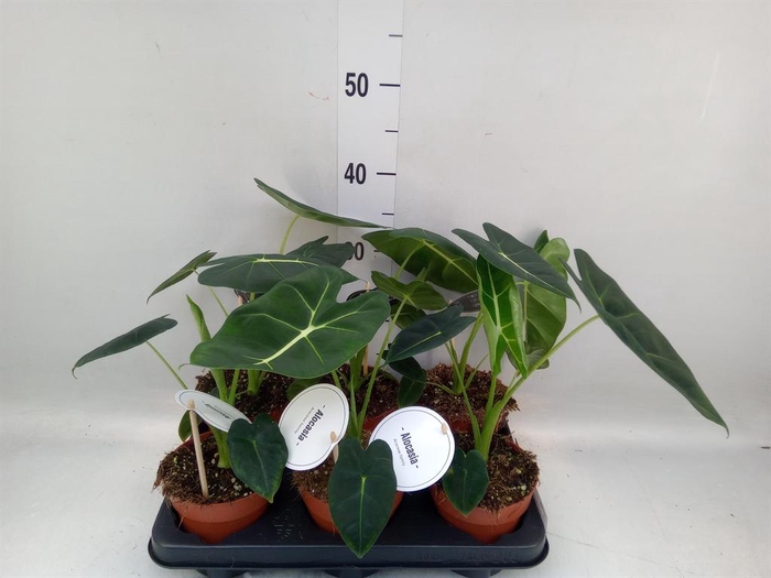 <h4>Alocasia ...</h4>