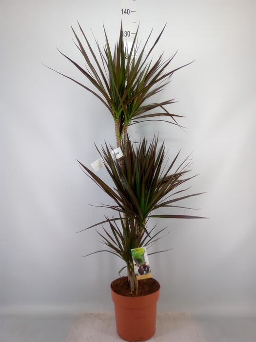 <h4>Dracaena marg. 'Magenta'</h4>