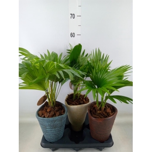 Livistona rotundifolia