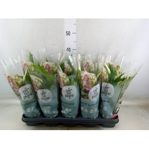 Spathiphyllum  'Torelli'