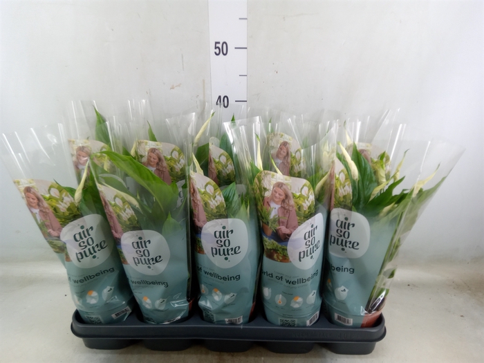 <h4>Spathiphyllum  'Torelli'</h4>