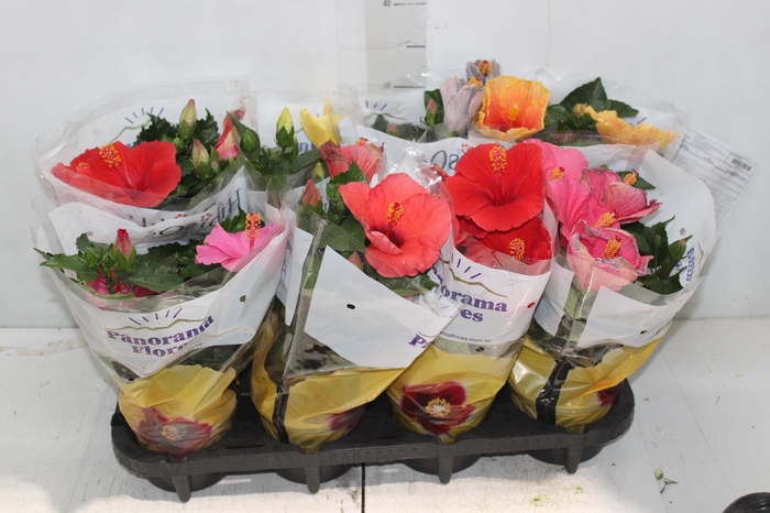 <h4>HIBISQS P13</h4>