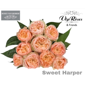 R GR SWEET HARPER!