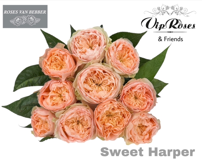 <h4>R Gr Sweet Harper!</h4>