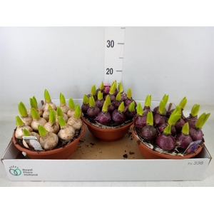 Hyacinthus orie. 'Pearl'  ...mix  3