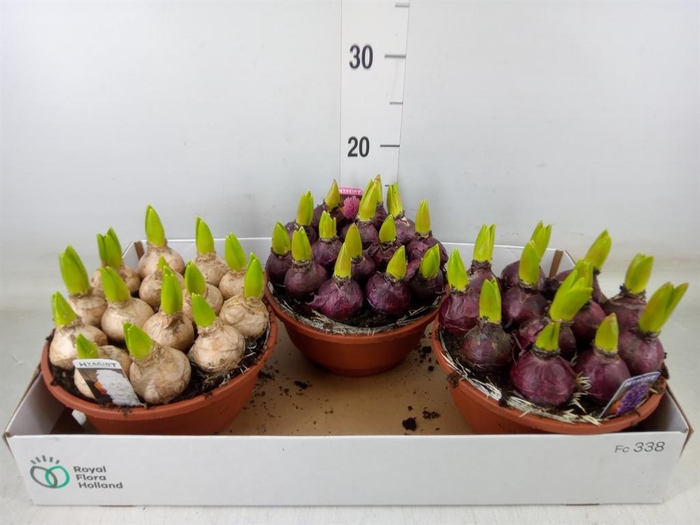 <h4>Hyacinthus orie. 'Pearl'  ...mix  3</h4>