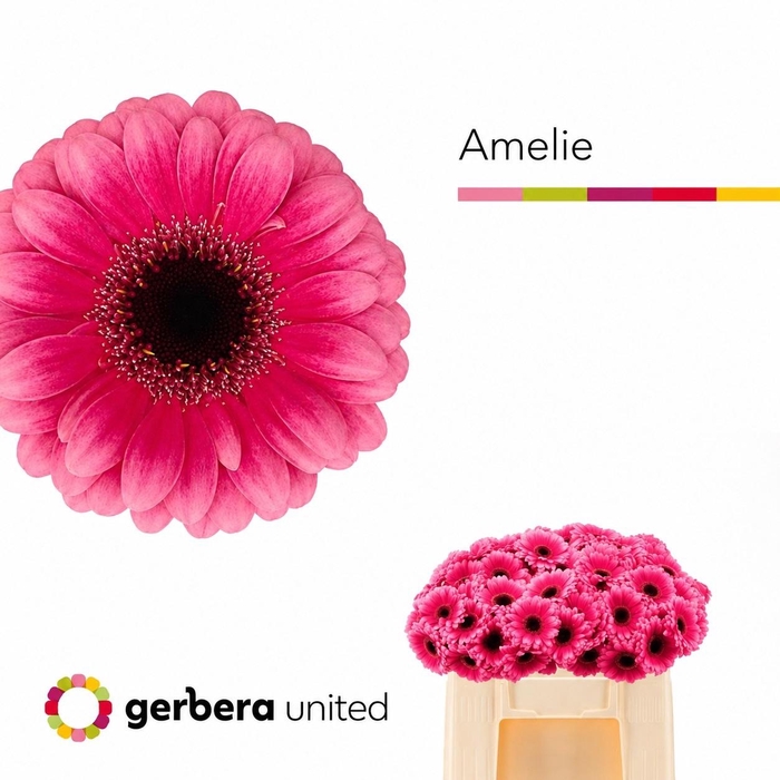 <h4>Germini Amelie Water/Hoes x80</h4>