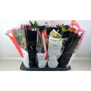 Anthurium   ...mix