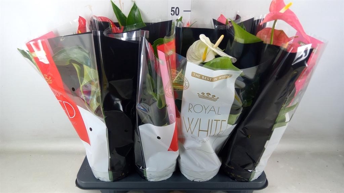 <h4>Anthurium   ...mix</h4>