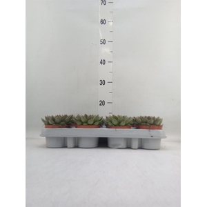 Echeveria   ...not flowering