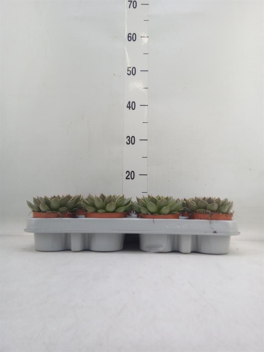 <h4>Echeveria   ...not flowering</h4>