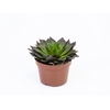 ECHEVERIA BLACK PRINCE P11