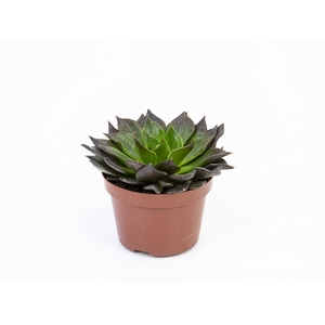 ECHEVERIA BLACK PRINCE P11