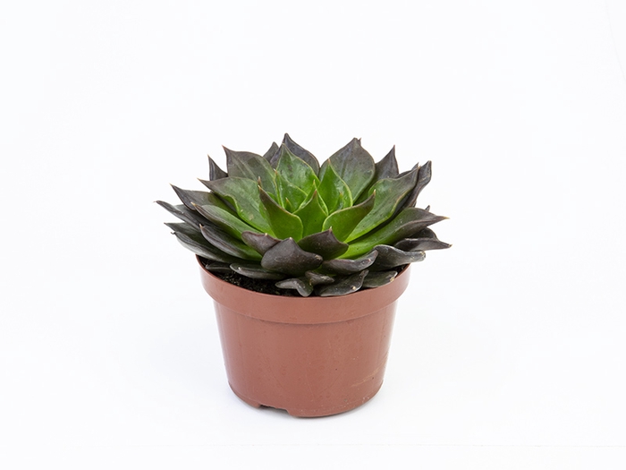 ECHEVERIA BLACK PRINCE P11
