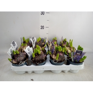 Hyacinthus orie. 'Multifl' ..mix 4