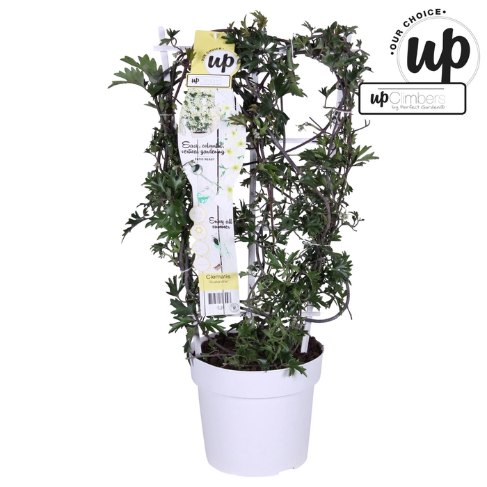 <h4>Clematis Avalanche</h4>