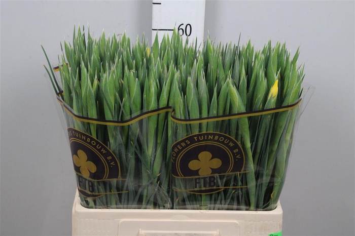 <h4>Iris Apollo</h4>