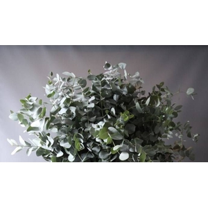 EUCALYPTUS CINEREA EUC CINEREA 80CM