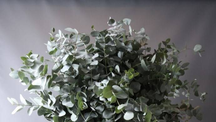 EUCALYPTUS CINEREA EUC CINEREA 80CM