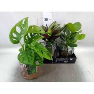 Planten  ..mix