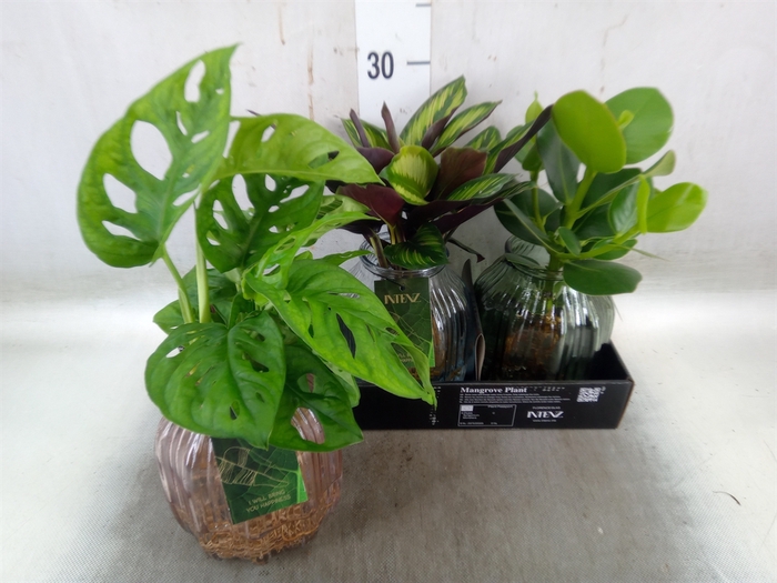 <h4>Planten  ..mix</h4>