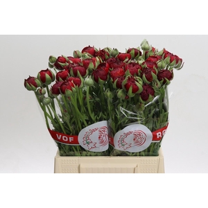 Ranunculus asiaticus Aazur Red Baron