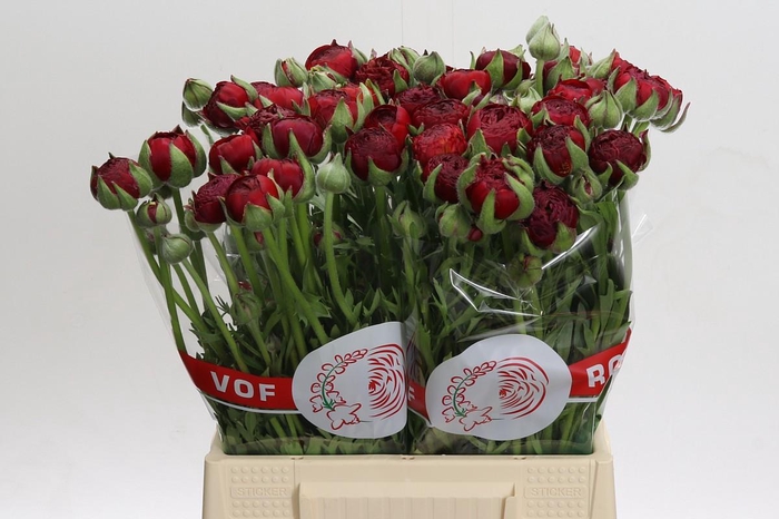 <h4>Ranunculus asiaticus Aazur Red Baron</h4>