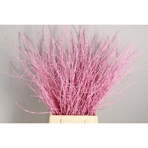 Betula Bs Light Pink Fst