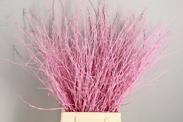 <h4>Betula Bs Light Pink Fst</h4>