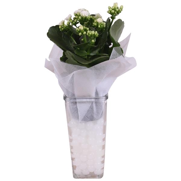 <h4>Yearround Arr. Glass Vase Square Ø09cm 1PP</h4>