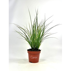 Carex brunnea Variegata