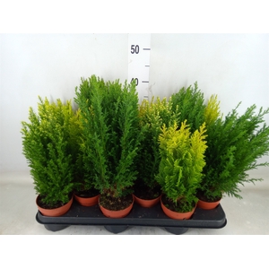 Conifers   ...mix