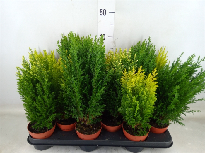 <h4>Conifers   ...mix</h4>