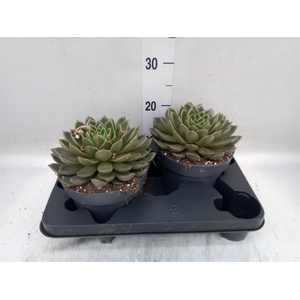 Echeveria   ...not flowering